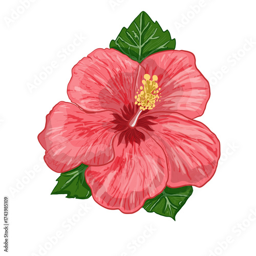 Vector illustration of a tropical hibiscus flower