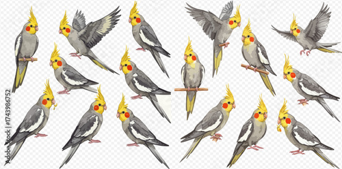 Watercolor illustration of cockatiels in various poses on a transparent background.
