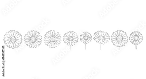 Detailed line art representations of dandelion seed heads in a row vector
