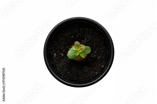 Close-up of a strawberry pl...