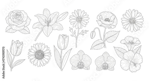 Collection of detailed botanical line drawings of various flowers and blossoms vector