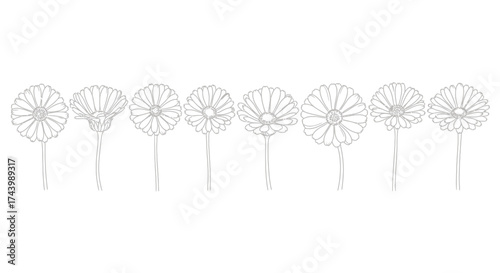 Delicate dandelion seed heads line art collection delicate floral elements for elegant design projects vector