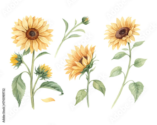 Sunflower Watercolor Clipart Set for Summer Prints Isolated on White background