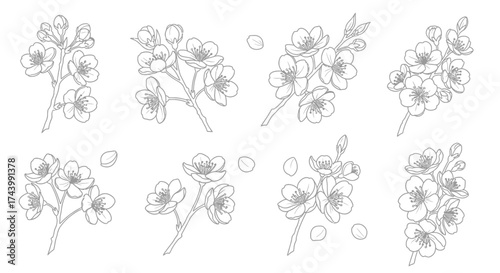 Delicate line art blossom branch clusters delicate sketch floral elements collection for artistic design vector