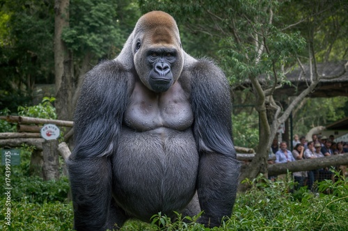 Large Male Gorilla in a Saf...