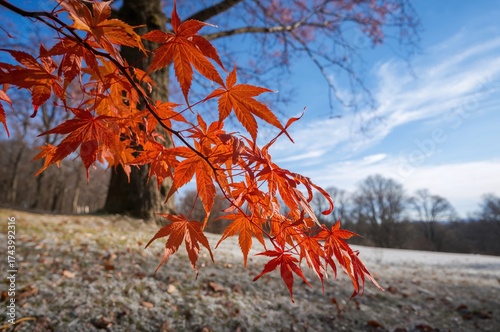 Autumn silver foliage of a ...