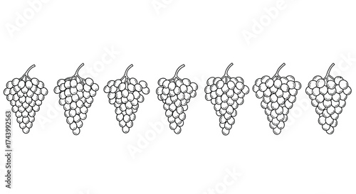 Collection of seven hand drawn grape bunches in sketchy outline style vector