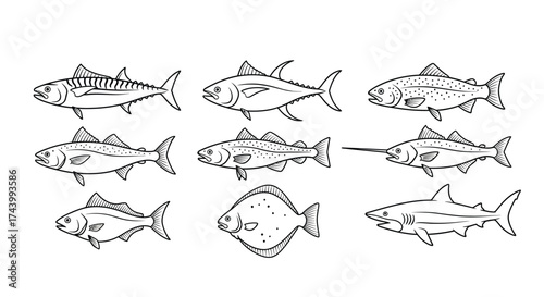 Collection of hand drawn fish species different aquatic animals sketch style isolated vector