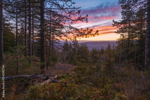 Sunset over a clearing in a...
