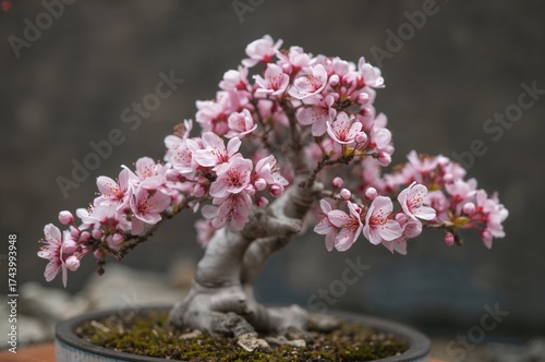 Miniature sakura bonsai wit...