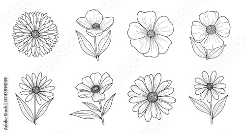 Collection of delicate line art floral elements featuring various bloom styles and botanical details vector