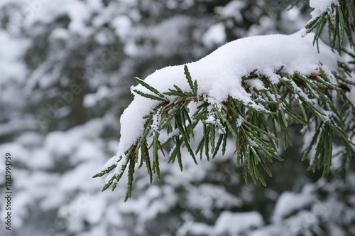 Frost-covered branches of a...
