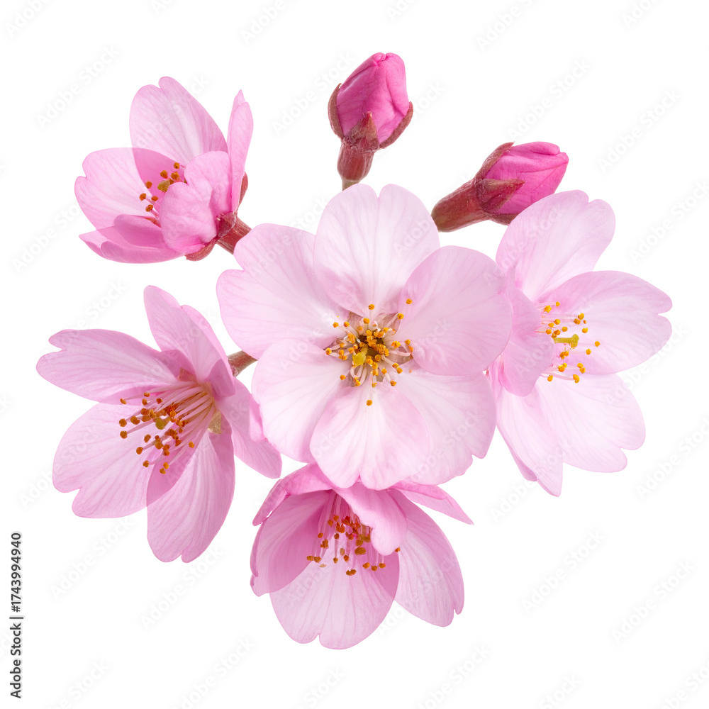 Naklejka premium Close-up of delicate pink cherry blossoms