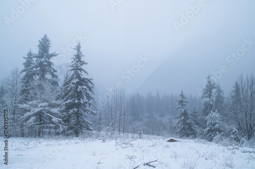 Winter Scene with Foggy Atm...