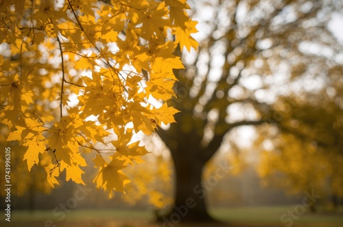 Close-up of golden linden f...