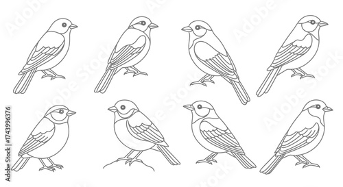 Charming line art sparrows collection artistic sketchy bird designs for natural themes vector