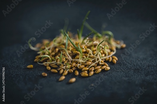 Close-up of germinated must...