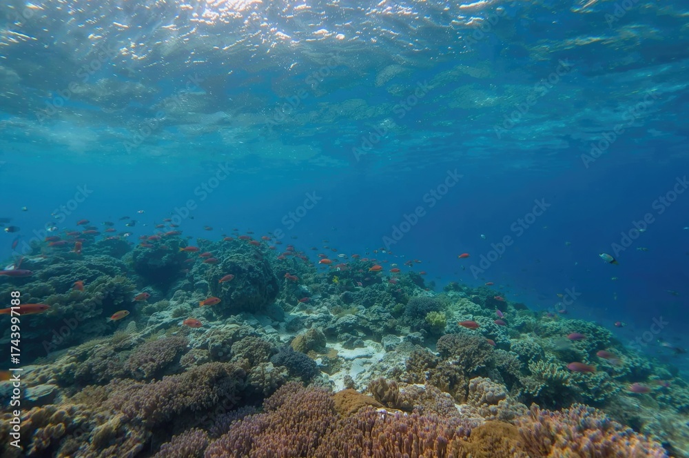 Fototapeta premium Underwater adventure exploring vibrant coral reefs and lagoons
