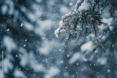 Winter woodland scene with ...