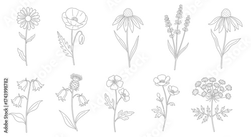 Artistic sketch collection of various delicate flowers in a detailed botanical drawing style vector