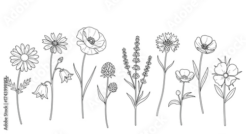 Delicate hand drawn sketch of assorted wildflowers and botanicals line art vector
