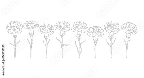 Elegant line drawing of carnation flowers in full bloom arrayed in a row vector