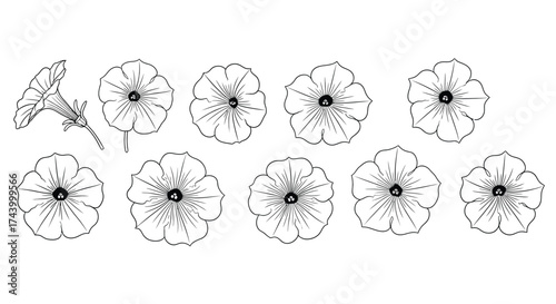 Collection of delicate hand-drawn petunia flowers and buds in monochrome line art style vector