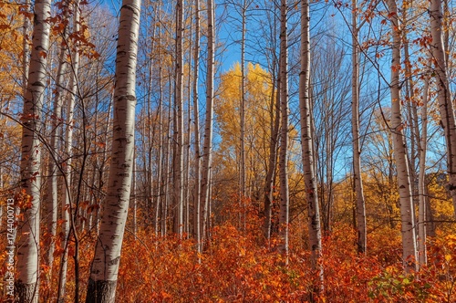 Sunlit autumn scene featuri...