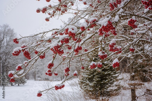 Winter tree branches adorne...