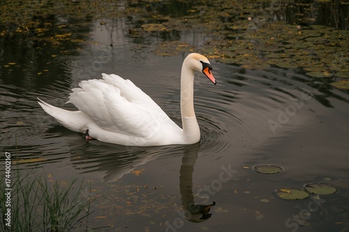 Bird floating on the lake s...