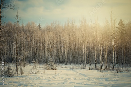 Leafless trees covered in s...