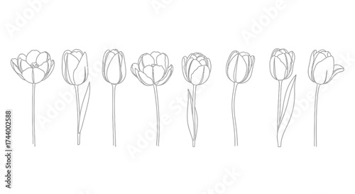 Set of eight delicate sketch style tulips with stems in a row for decorative floral designs vector