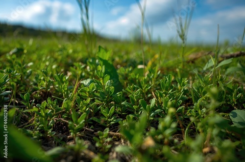 Tiny Green Seedlings Growin...