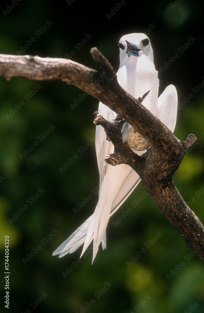 Fototapeta premium Gygis blanche, nid, oeuf, Gygis alba, White Tern, Seychelles