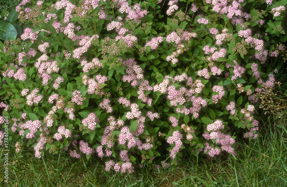 Obraz premium Spiraea bumalda, Spirée japonaise