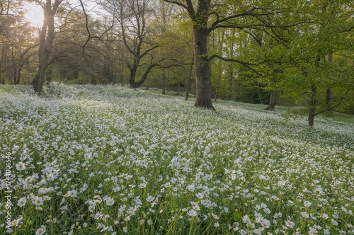 White anemone blossoms spre...