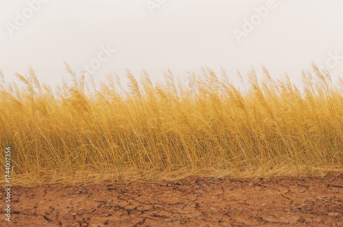 High yellow meadow grass st...