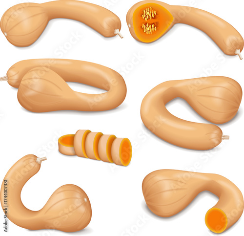 Clip art. Dutch Crookneck Squash or Pennsylvania Dutch crookneck. Winter squash. Cucurbita moschata. Isolated vector illustration.