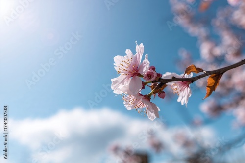 Delicate Cherry Blossoms Bl...