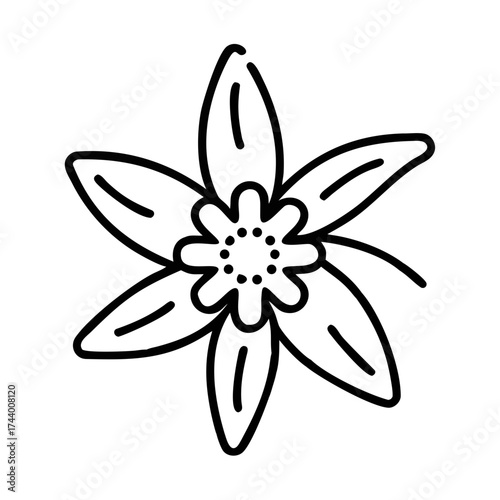 Edelweiss flower illustration in black outline style  