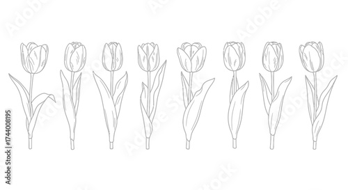 Delicate sketch of seven tulips in a row realistic line art flower arrangement vector