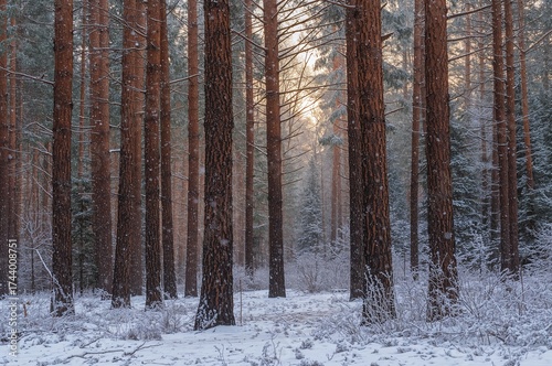 Snow blanketed the woodland...