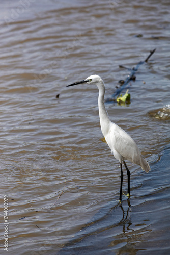 A white heron is waiting to catch fish in the river.