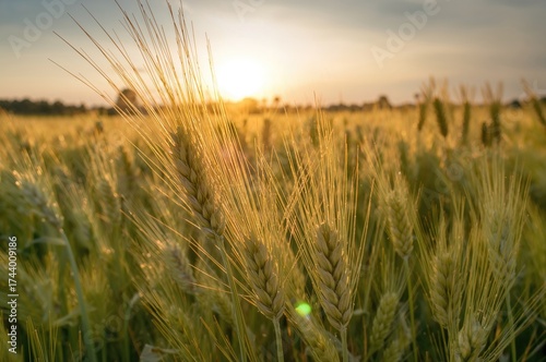 Golden wheat ears in a sunl...