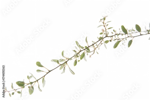 Tiny climbing plant isolate...