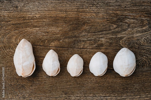 A set of six white seashell...