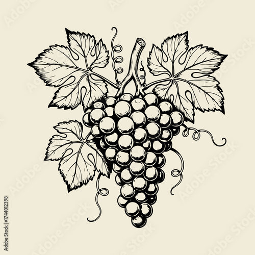 A vintage-style black and white ink drawing of a bunch of grapes hanging from a vine with leaves and tendrils.