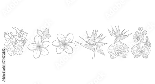 Elegant hand drawn botanical line art featuring various delicate flowers and foliage vector