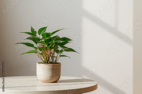 Tiny plant in a pot placed ...