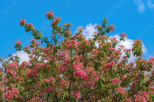 Blossoms Blooming on Tree B...